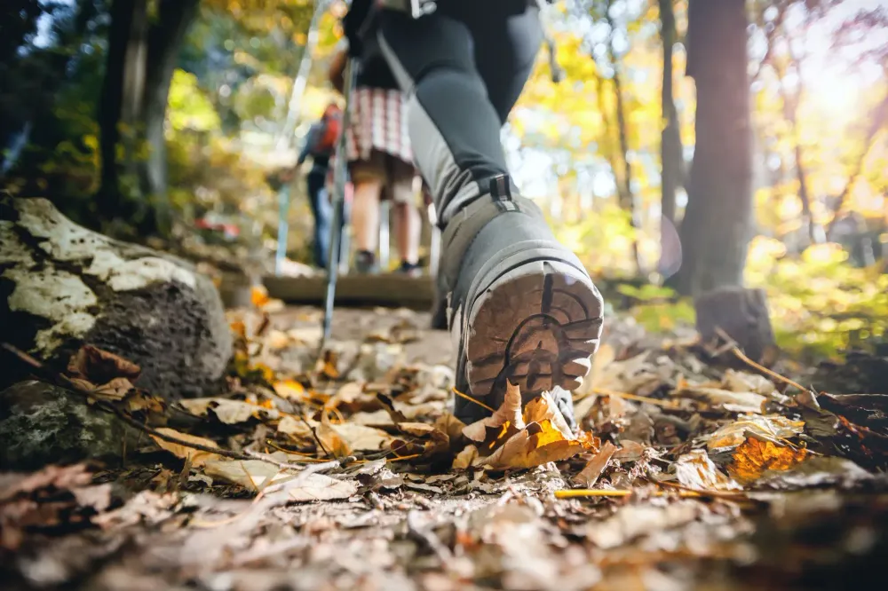 Group of people hiking on a forest trail